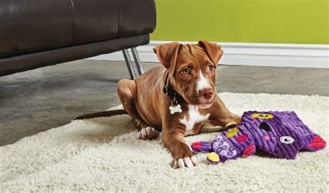Creating an effective cheer training program can help your team reach its full potential. . Petco puppy training